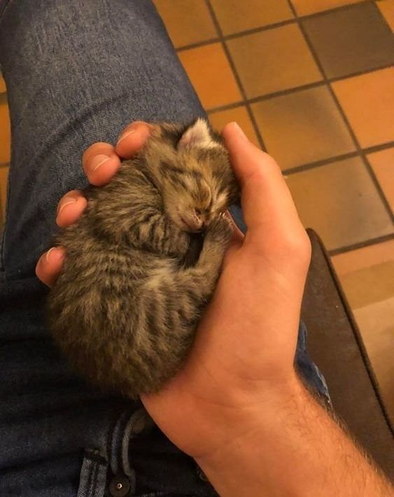 PunchingCat's tweet photo. https://t.co/UHh6nIY2Mh