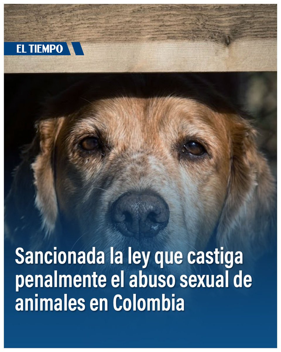 ELTIEMPO's tweet photo. 🔴 Histórico: ley que castiga el abuso sexual contra los animales ya es una realidad en Colombia. ⬇️

https://t.co/8wNMNsx5vI https://t.co/OAYYuYXDp1