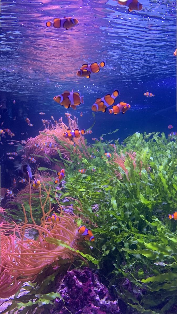 purelivn's tweet photo. under the ocean https://t.co/5mfqRgPOCl