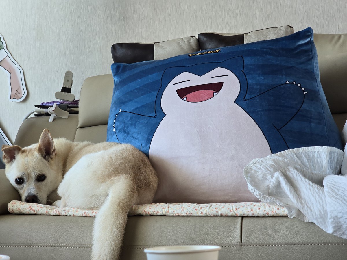 angeleuni's tweet photo. 머니 저렇게 꼬랑지 늘어뜨리고 있을 때 너무 귀여워 강아지 주제에 고양이처럼 https://t.co/0ZaDKqpHeh