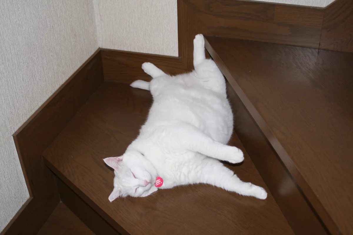 超猫🐈 on X: 