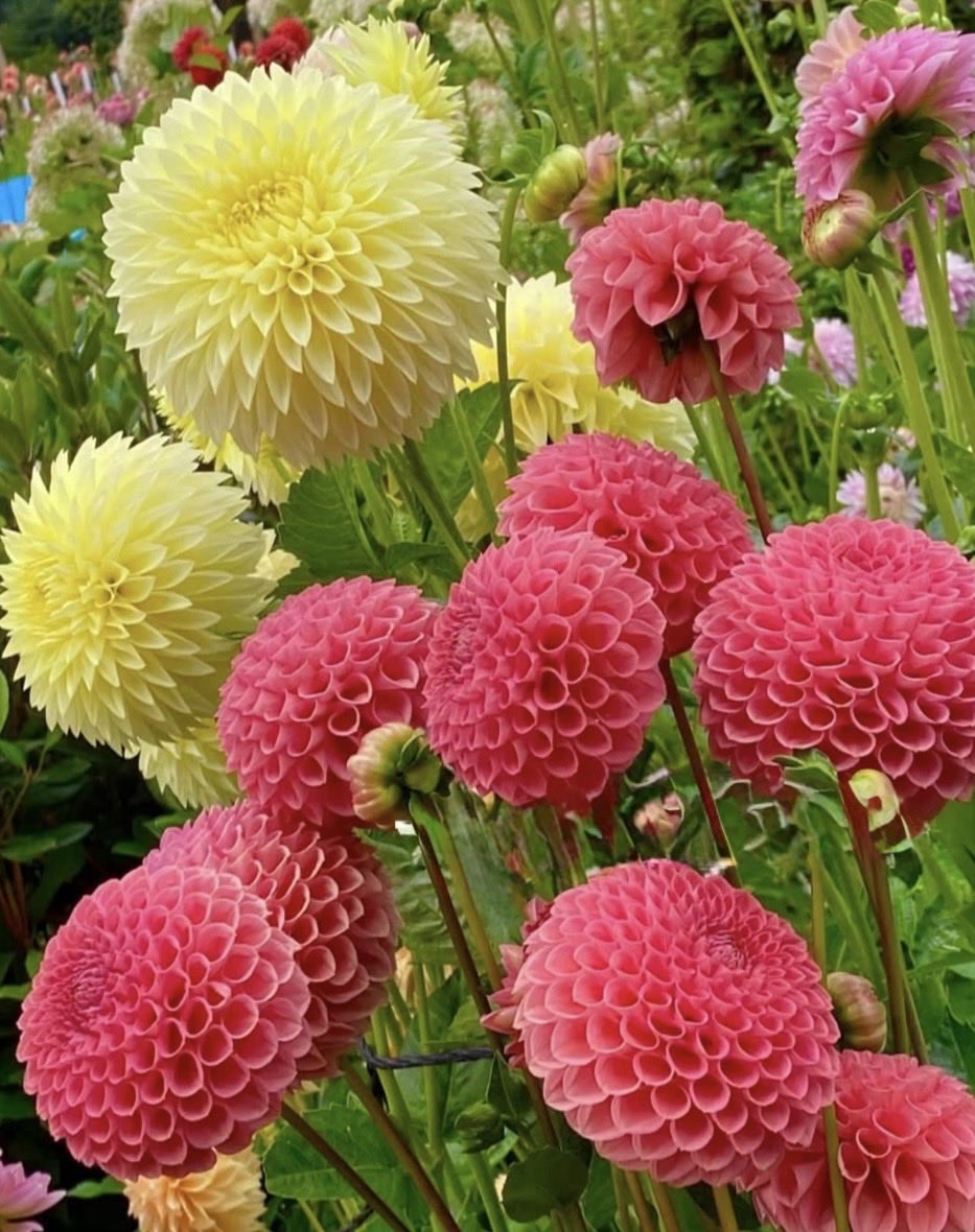 IchkaUB's tweet photo. Шинэ өглөөний мэнд

Good morning https://t.co/gu01D0Z29b