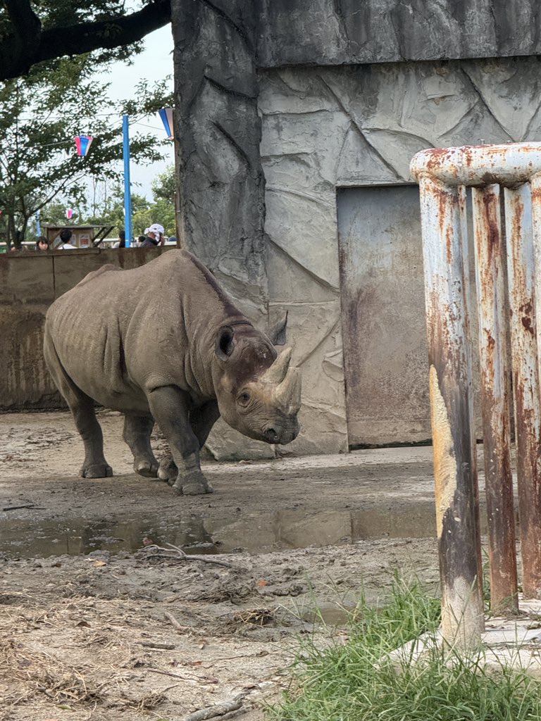 shutoyu1102's tweet photo. かみね動物園では8月30日午後1時から、普段は実施していないクロサイのエサやり体験が行われます。「31日がある月はサイの月！」という楽しい企画。間近で観察することで、動物への関心も深まりそうですね。 

#日立市
#茨城県議会
#村本しゅうじ https://t.co/WnZoScB98h
