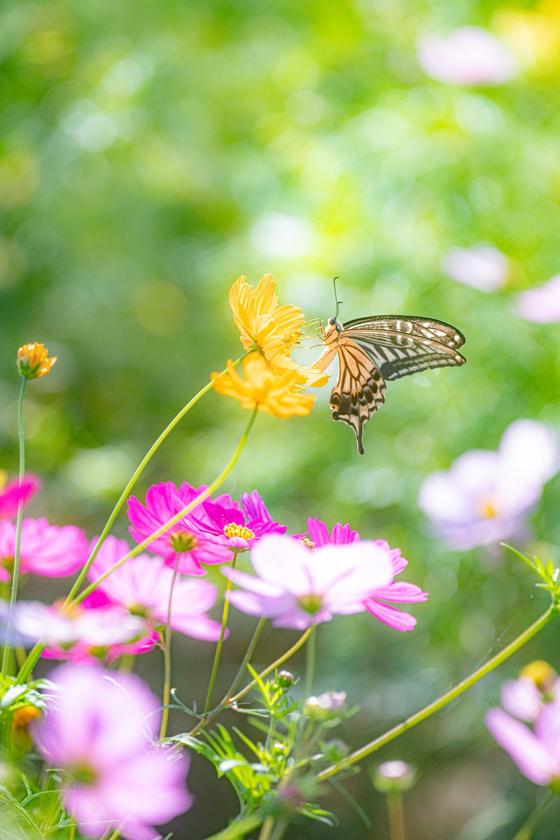 haskap1017's tweet photo. 秋の花たちが待ち遠しいです https://t.co/X5VrF9DL7U