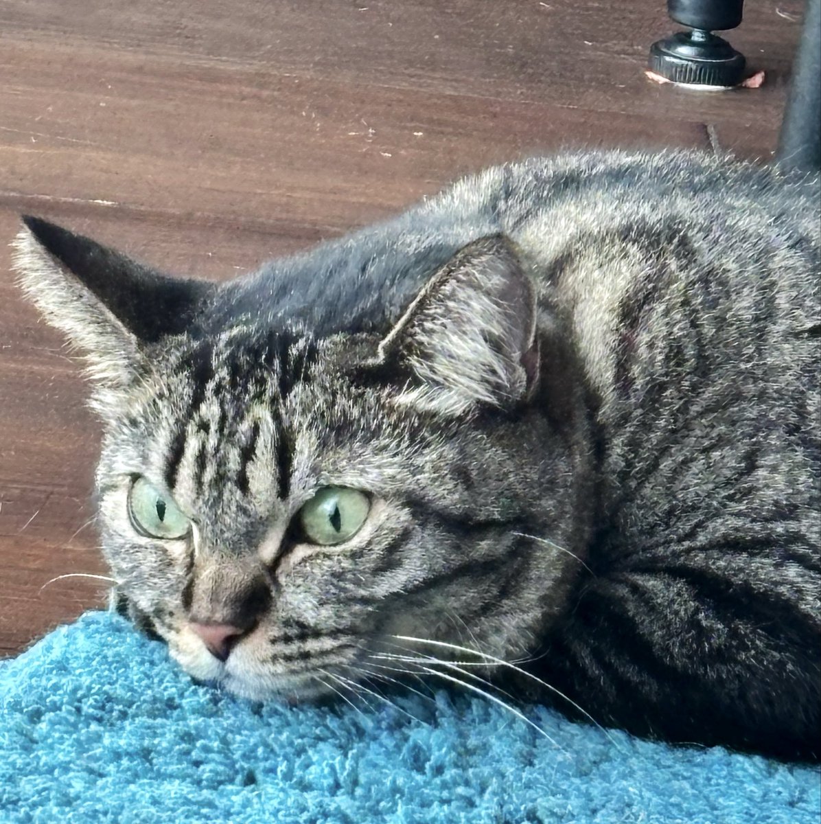 locco2_G's tweet photo. ねこはこれから寝ますねぇ https://t.co/96wTj0FYrT