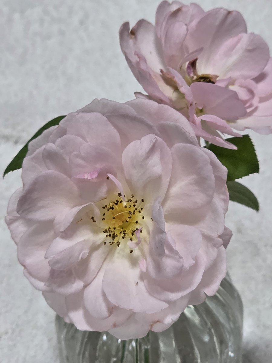 giudygI7VRfJBeT's tweet photo. セプタードアイルでーす。 https://t.co/nDcgFWd8Fs