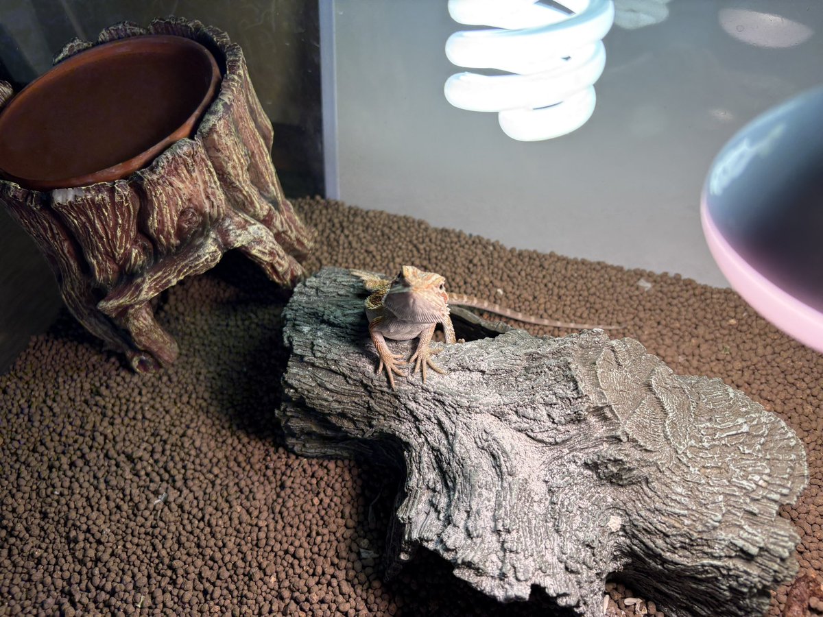 naoitosigematu's tweet photo. おはようございます🌞
しっぽすごいね🦎 https://t.co/7esXdc1rmK