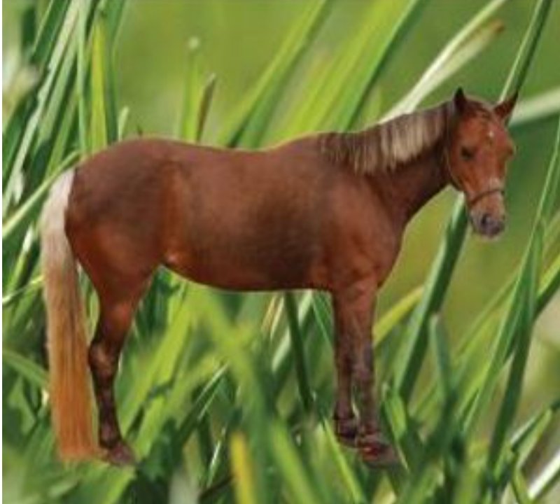 bitebarks's tweet photo. me when i turn into a really tiny horse https://t.co/DPbNMh1Izs
