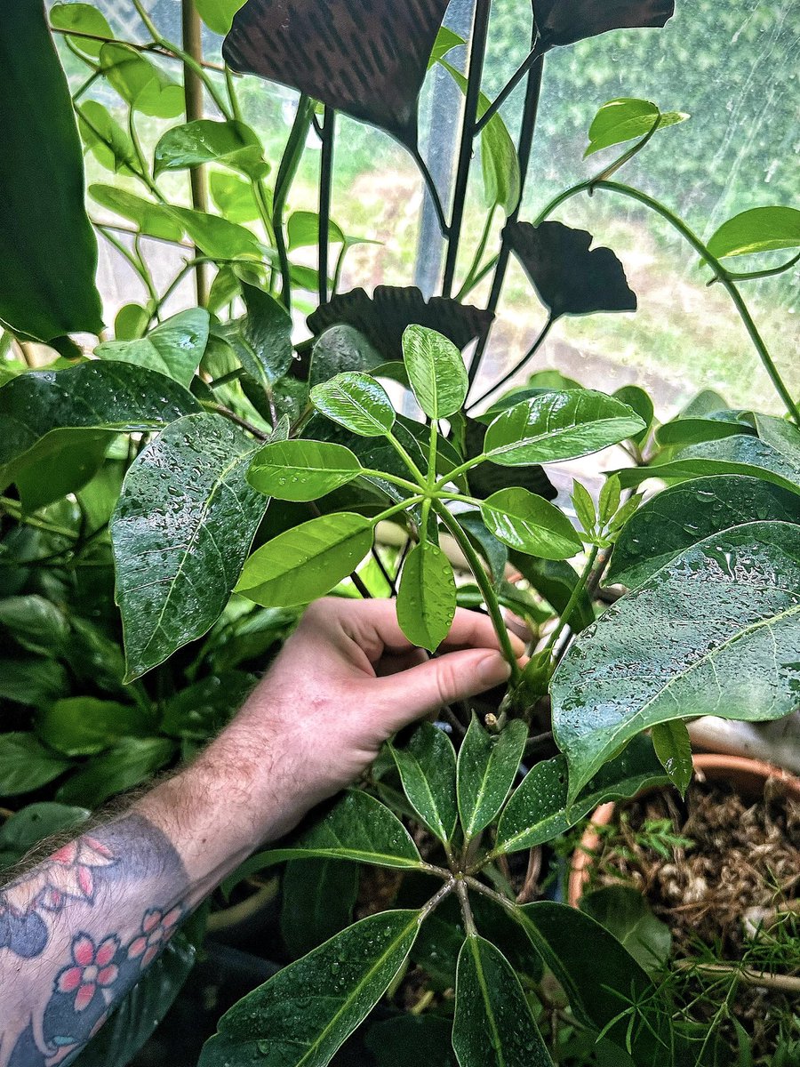 alex_kriefall's tweet photo. #newleaves #yesplease #umbrellatrees https://t.co/1gL8EHq5sC