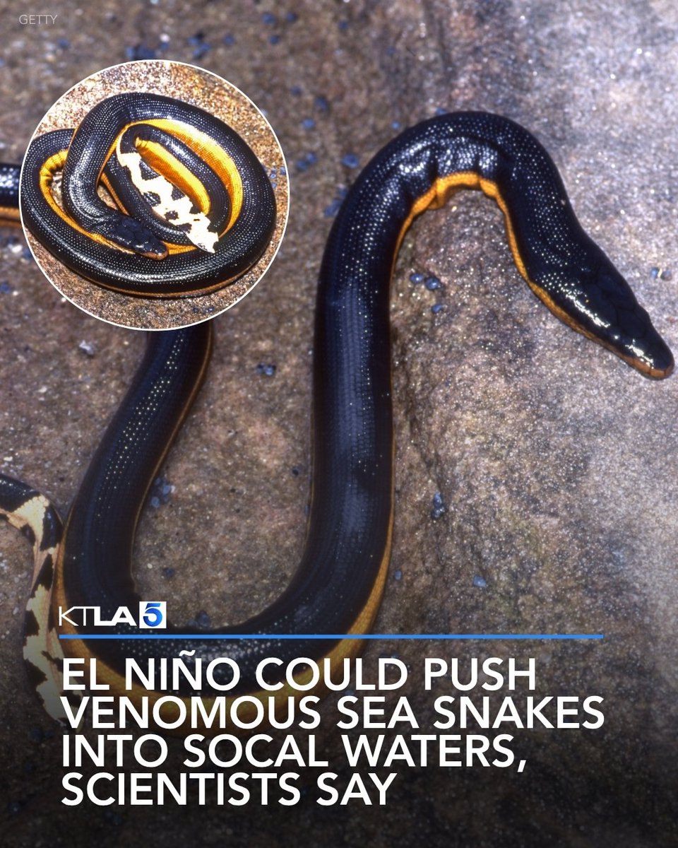 KTLA's tweet photo. Warmer ocean temperatures brought on by this season’s El Niño conditions have been bringing some subtropical species closer to Southern California shores, where they are rarely seen. Among such unusual marine visitors could be the highly-venomous yellow-bellied sea snake, scientists say. https://t.co/zjcusaBqd0