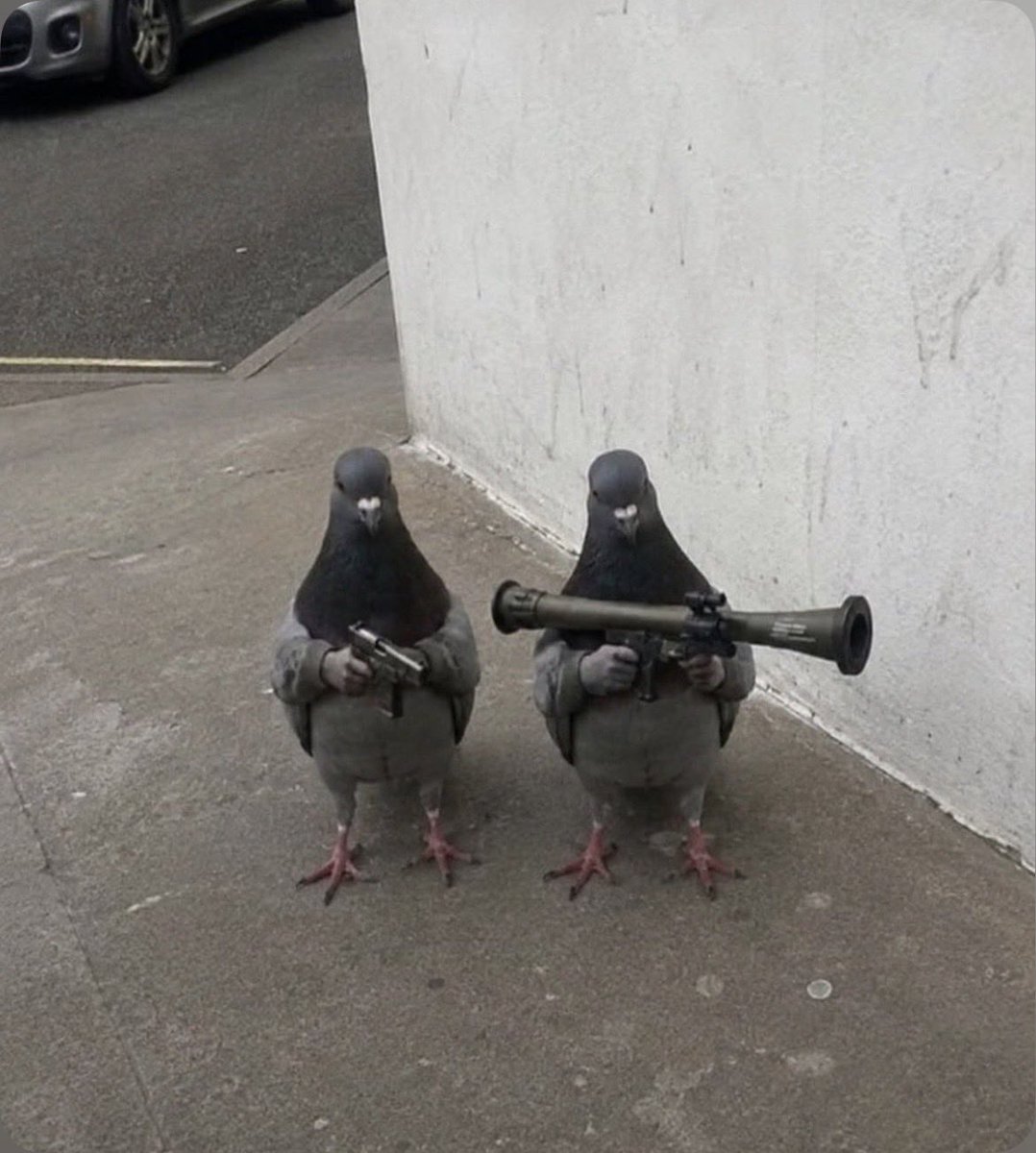 officialdamvan's tweet photo. Dacht dat het niet gekker kon na die hond, kom ik deze op straat tegen haha nee hoor grapje 😂 #duif https://t.co/sVFmxEiNbL