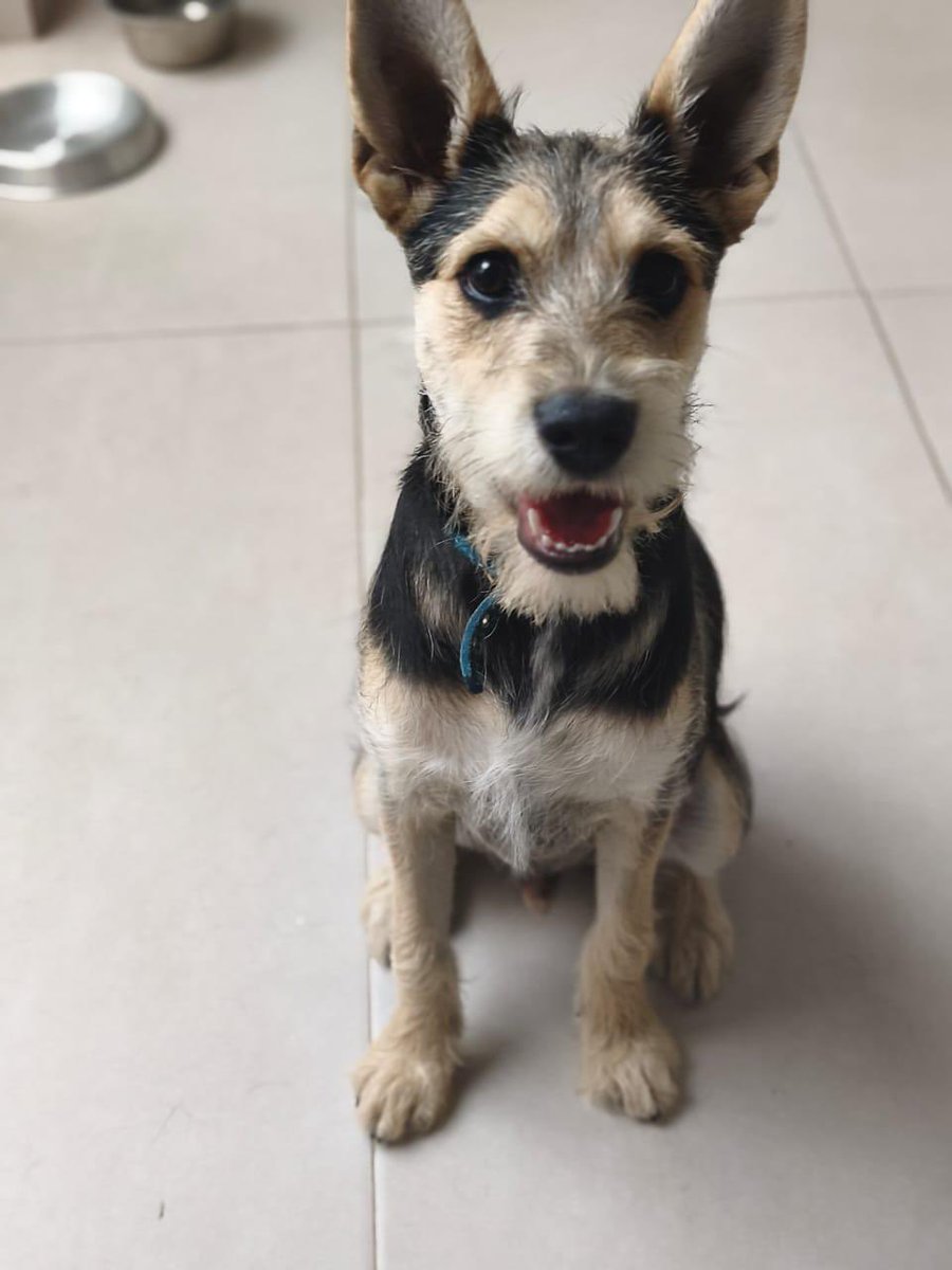 Farandula021's tweet photo. ¿Cómo resistirse a #Oliver? Este peludito de 5 meses, lleno de energía, busca un hogar. ¡Ayúdanos a compartirlo para llegar a más gente!
Adopción, a través de #salvandohuellitaspeludas https://t.co/pn94c7bTcJ