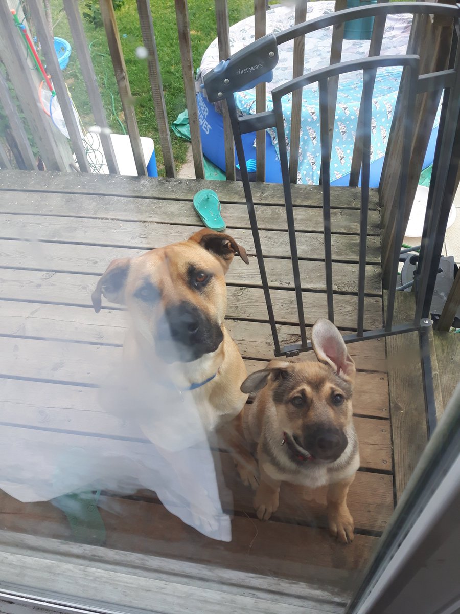 huglunapls's tweet photo. National dog day!!!!! my puppies https://t.co/DH0oQ2D0i9