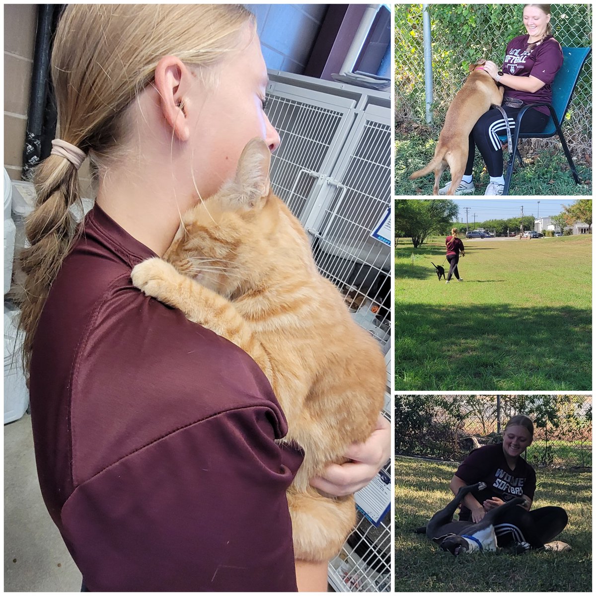 TeaganMassey27's tweet photo. Spreading some love around at the Cibolo Animal Shelter followed by some pitching the other day. @SportPrepX @gatorjack72 @SBRRetweets @SoftballDown https://t.co/Jos0dLpQxF