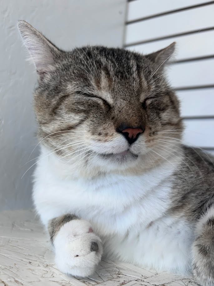 MeWowCatCafe's tweet photo. Wishing you a calm, peaceful and happy evening - everything that Fig's face is showing right now! π»π½β€
#mewowcatcafe #catcafe #goodnight #happycats #catlovers #cat #bedtime https://t.co/Yr4VXoh3ur