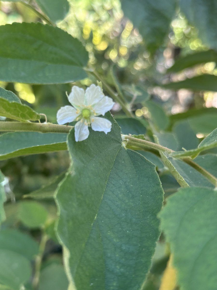 DaveDTC's tweet photo. We miss eating Takhop, ตะขบ in Thailand so we bought a very small one - now it has become a much bigger one and it is starting to produce fruit finally :))) https://t.co/EeJgBsa5qH