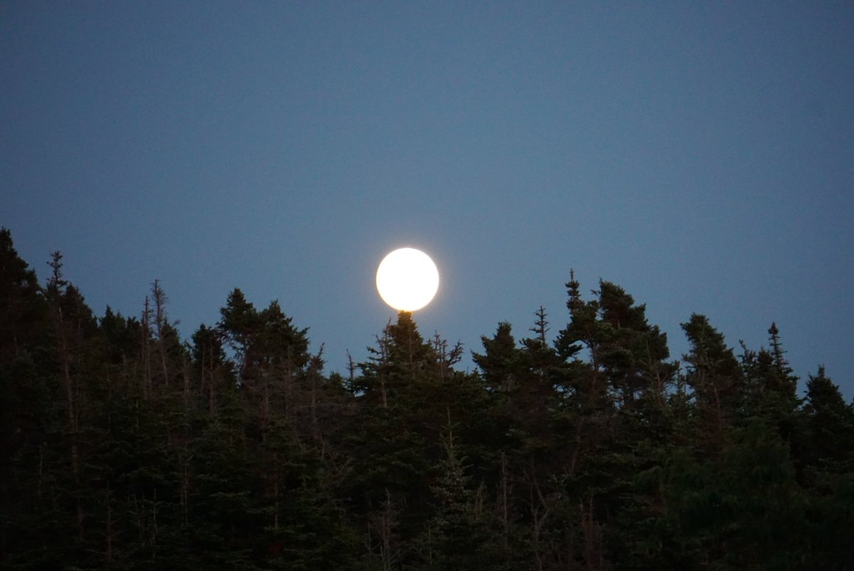 CorinaJReid's tweet photo. Large Evening around here!
#NLwx #ShareYourWeather #Winterton #TrinityBay https://t.co/bEixnq9iw2