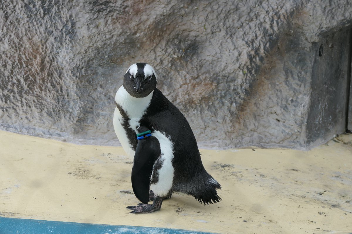 UenoZooGardens's tweet photo. おはようございます。
上野動物園の開園をお知らせします。

#ケープペンギン
#上野動物園 https://t.co/S9HcZoJlF7