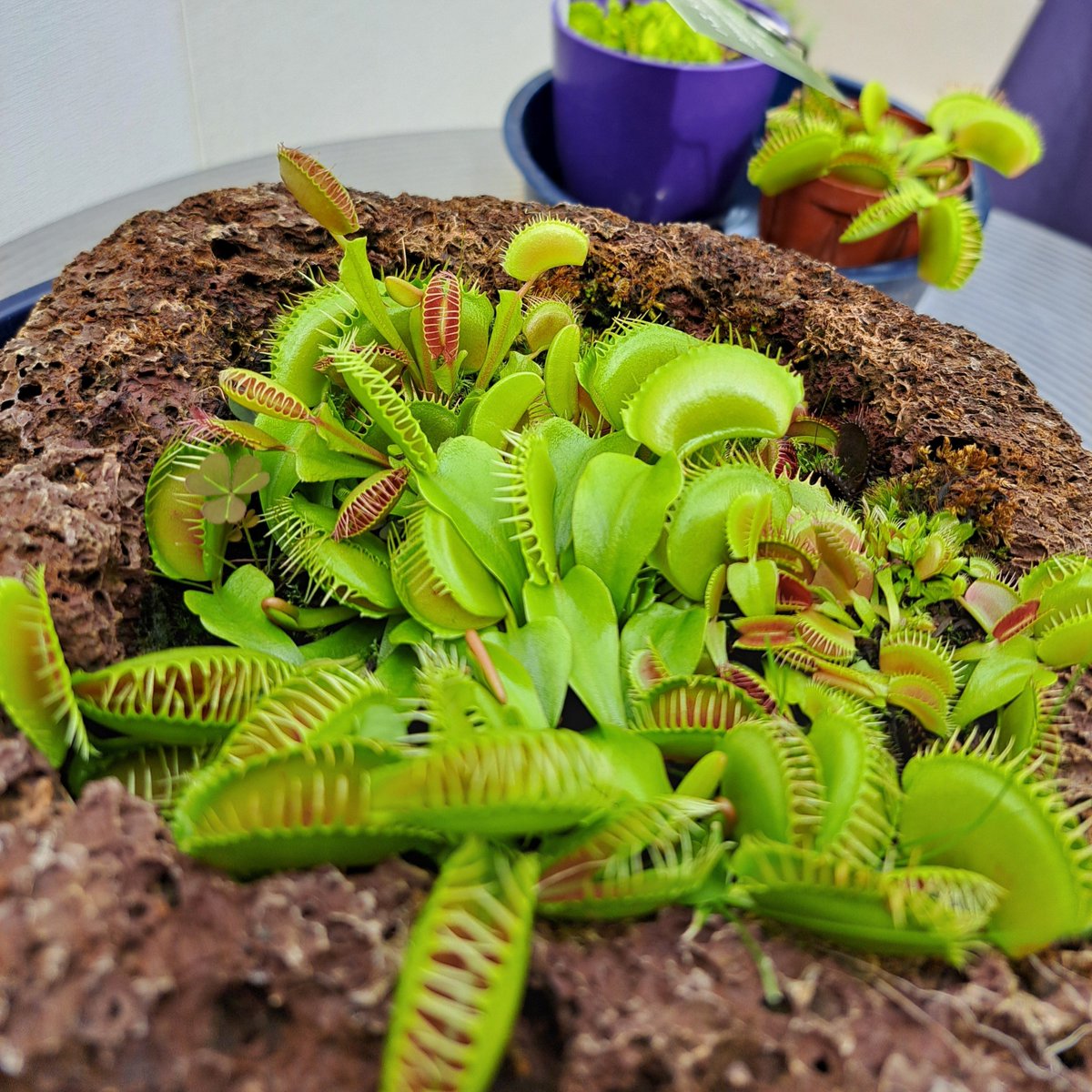 atomatom50's tweet photo. 食虫植物展
綺麗なお花もあるんだね🌸 https://t.co/CoAIQP320A