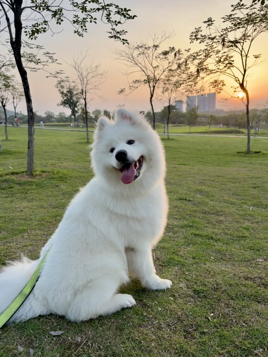 129tokitoki's tweet photo. かわいい子犬 https://t.co/NAp9MyUon0