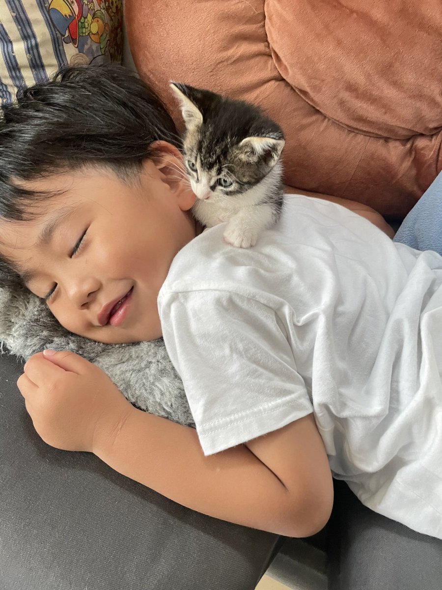 R453374510's tweet photo. 『猫っちょがね、
お昼寝すると寂しいって言ってる〜』と
嬉しそうに言ってくるので
本当に会話が成立しているのではないかと
思わせてくる四歳児 https://t.co/FXhFMK7XXu
