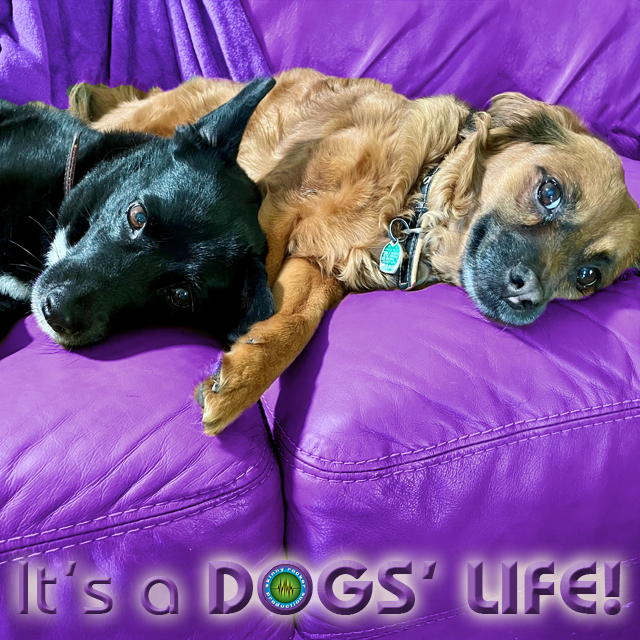 SkinnyRockerPro's tweet photo. Often, we hear the phrase, "It's a Dog's Life" as a descriptor for "less than ideal circumstances." And, that's not the only one – "It's a dog-eat-dog world." Yet, if you're one of the precious #ProductionPups, a "dog's life" isn't too shabby...especially for two little doggies facing an uncertain life on the street! Now, it's living in the lap of luxury, exciting outings to dine out, casual floats in a swimming pool, and of course, internet fame! And, our only wish on #NationalDogDay is for EVERY dog to live this kind of "dog's life!"