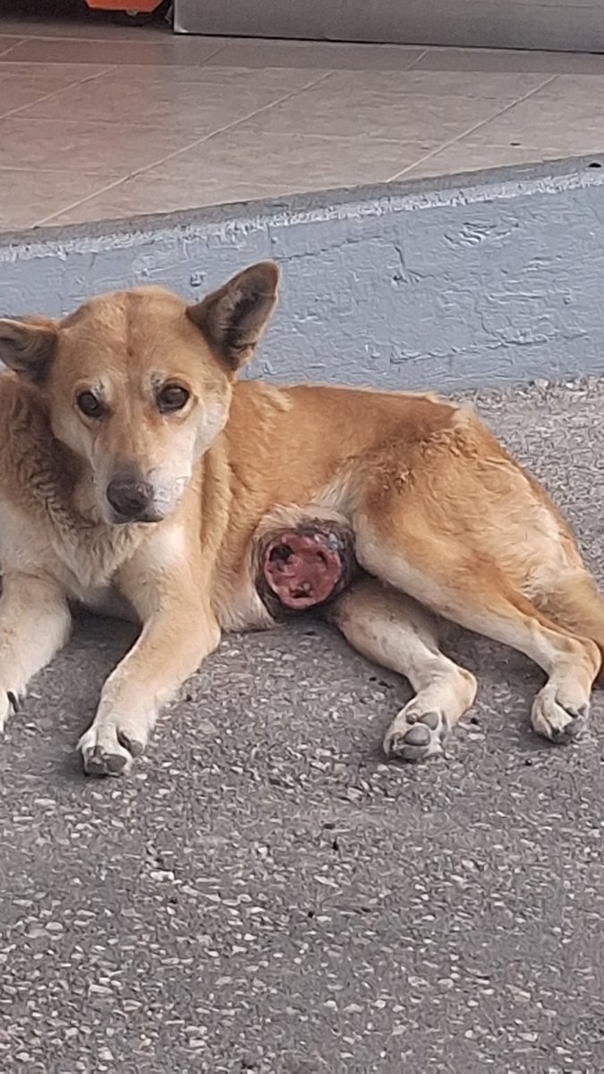 Otis_unfiltered's tweet photo. Perrito herido en situación de calle mn la esquina entre la calle 20 de noviembre y lázaro cárdenas, afuera de la papeleria. @MicheleIslasG
@PueblaAyto  @ABOGADOSPUEANIM @aztecapuebla @verolopez_10 @MonseNavedo @Hechizero_38 @AmbientePuebla  @sandra_ov @armentapuebla_ https://t.co/F6TlVtvNjq