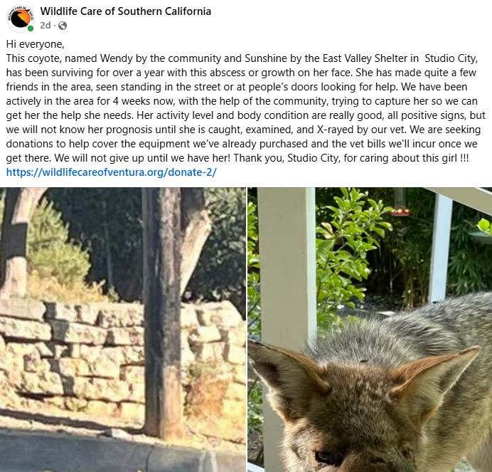 imBilngineer's tweet photo. A wild coyote named Wendy is going viral in Los Angeles because of a huge growth on her face.

She has been living like this for over a year, and people in the neighborhood know her by name and have seen her walking near homes and standing at people's doors.

Wildlife Care of Southern California has been trying to catch her for weeks so they can examine her, X-ray the growth, and finally give her medical treatment.

The rescue organization also posted on Facebook asking people to donate to help cover the rescue equipment and Wendy’s upcoming vet bills.

They said they will not give up until they catch her and get her the help she needs.

This is not only the next Jimothy, this is giga next Jimothy because we have a charity mission to save WENDY.

We are going to onboard Wildlife Care of Southern California

100% of fees going to Wildlife Care of Southern California to save WENDY

Facebook Post:
https://t.co/C558PNdhZI

NBC Los Angeles
https://t.co/YTzJecSVlg
AOL
https://t.co/qagIsQ2Vp4

New York Post
https://t.co/POQG2RMadI