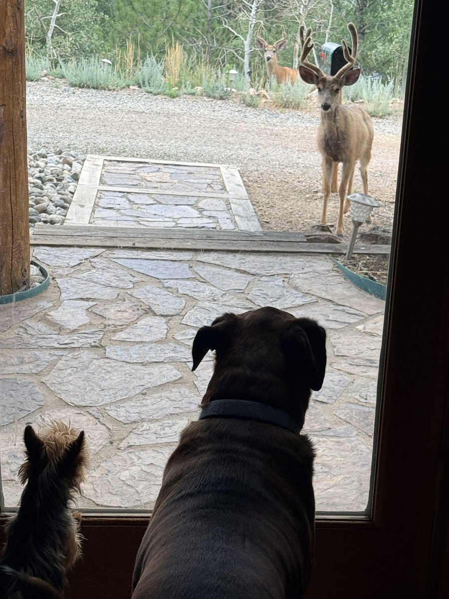 Judylovesviews's tweet photo. @Hunter_Eagleman My babies love hunting from the windows! https://t.co/ELJiVyJy5D