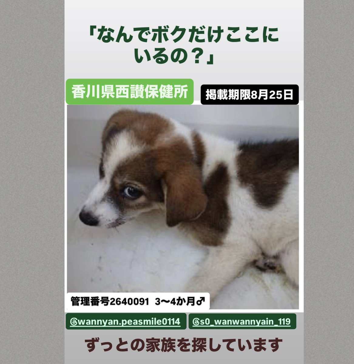 NoCulling's tweet photo. 【掲載期限終了】里親募集しております🙇‍♀️
一人ぼっちになった男の子😢…家族になって頂けないですか🙏 https://t.co/9qJCb6rEiJ
