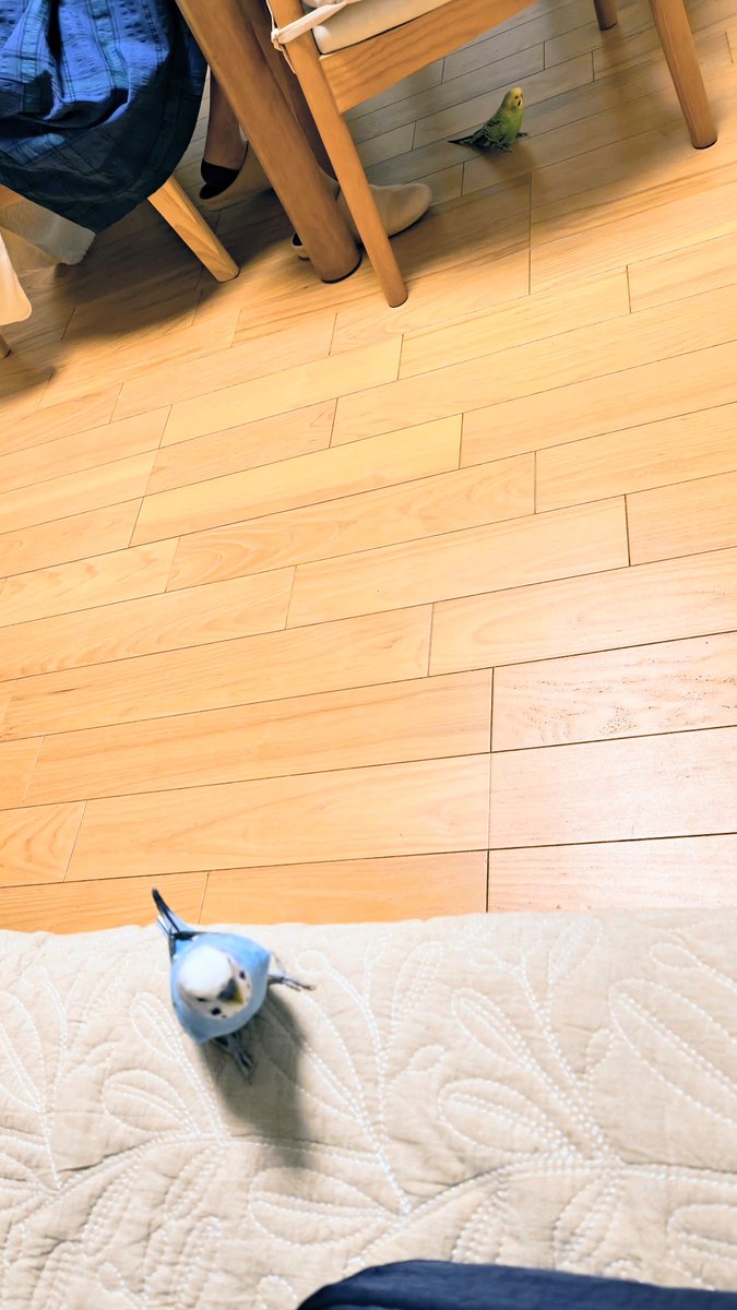 BeagleCafeBoy's tweet photo. おはよう〜

あおちゃんが、います！

ももちやんも、いますよー

目をこらしてね！！

あおともも、今日も元気〜

#インコ https://t.co/xnBu3gZDOf