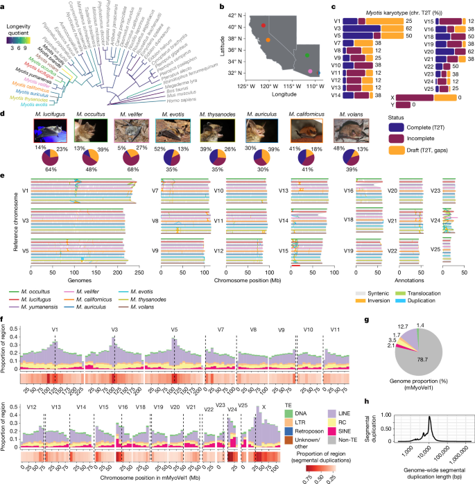 LabWaggoner's tweet photo. Bats’ remarkable longevity and immunity are linked through pleiotropic adaptations to viruses and ageing-related disease @Nature @psudmant @UCBerkeley @Lucie_Virevolte @CIRI_Lyon
https://t.co/fmTriQ9Duq https://t.co/YJFACYZSkZ