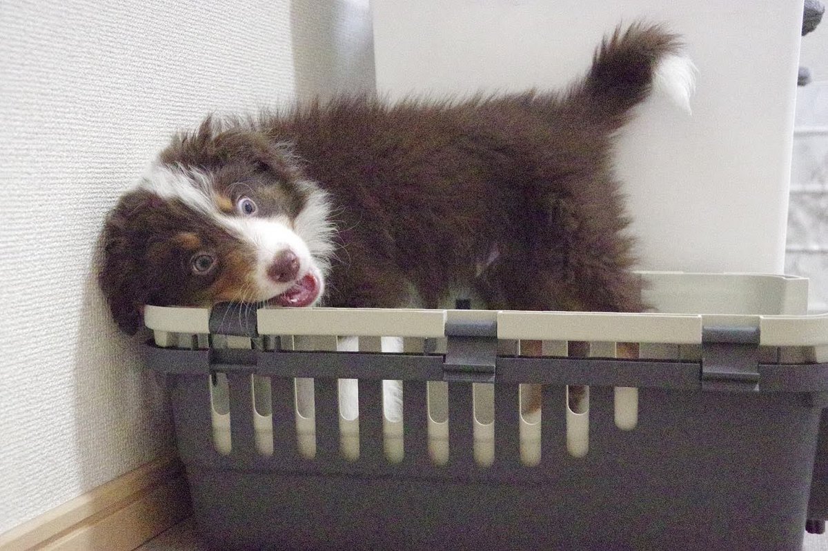 utkssn2's tweet photo. この前うちの犬の写真載せたら「顔でやんちゃだってわかる」って言われすぎてたので、「いやいや、インテリな顔してる写真もあるよねえ😄？」と過去の写真遡ったらなさすぎて子犬の時まで遡ってしまったんだけど、顔がデカすぎる写真はあったのにインテリな顔してる写真はなかった https://t.co/TtmGsqGZVX
