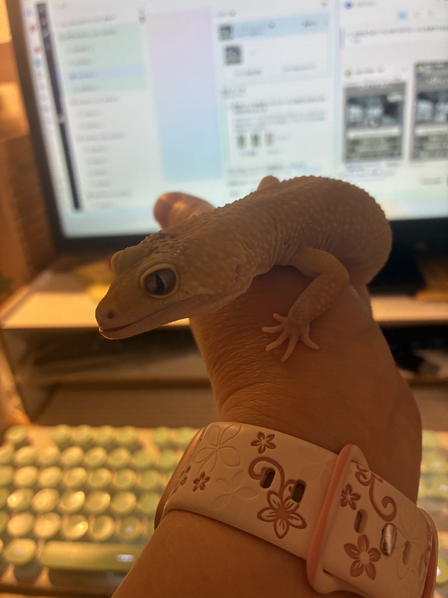 asagi7704's tweet photo. ドゥンヌが朝ごはんの秋刀魚を見て
タツジ時々こういう顔するよなって

しゃくれてるだけやと思うけど…

 #レオパードゲッコー https://t.co/z5LzXVjrO2