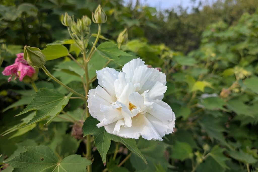 okazakikanko's tweet photo. 奥殿陣屋の初秋の名物、1日の間に花の色が変化する
「酔芙蓉（スイフヨウ）」🌼

朝は白色、昼にかけて薄いピンク色に変わり、
夕方にはさらに濃い色になります✨

2026年の開花状況はこちら👇
https://t.co/RM1F5qb6Pf https://t.co/HoIiItFpkN