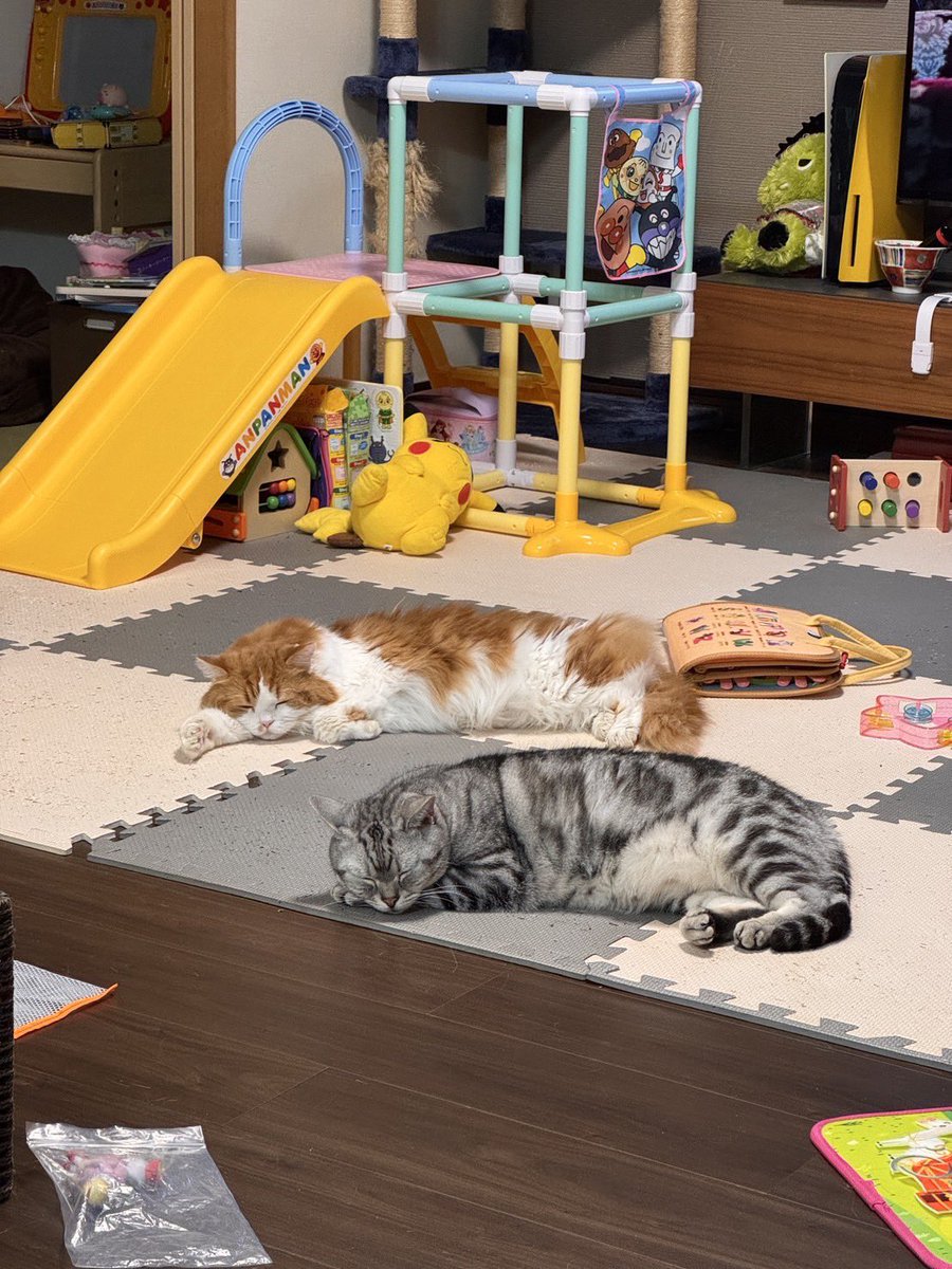 chan__31's tweet photo. 美しいシンクロ（美しくない部屋は見ないでー！） https://t.co/H7Oe38lKy1