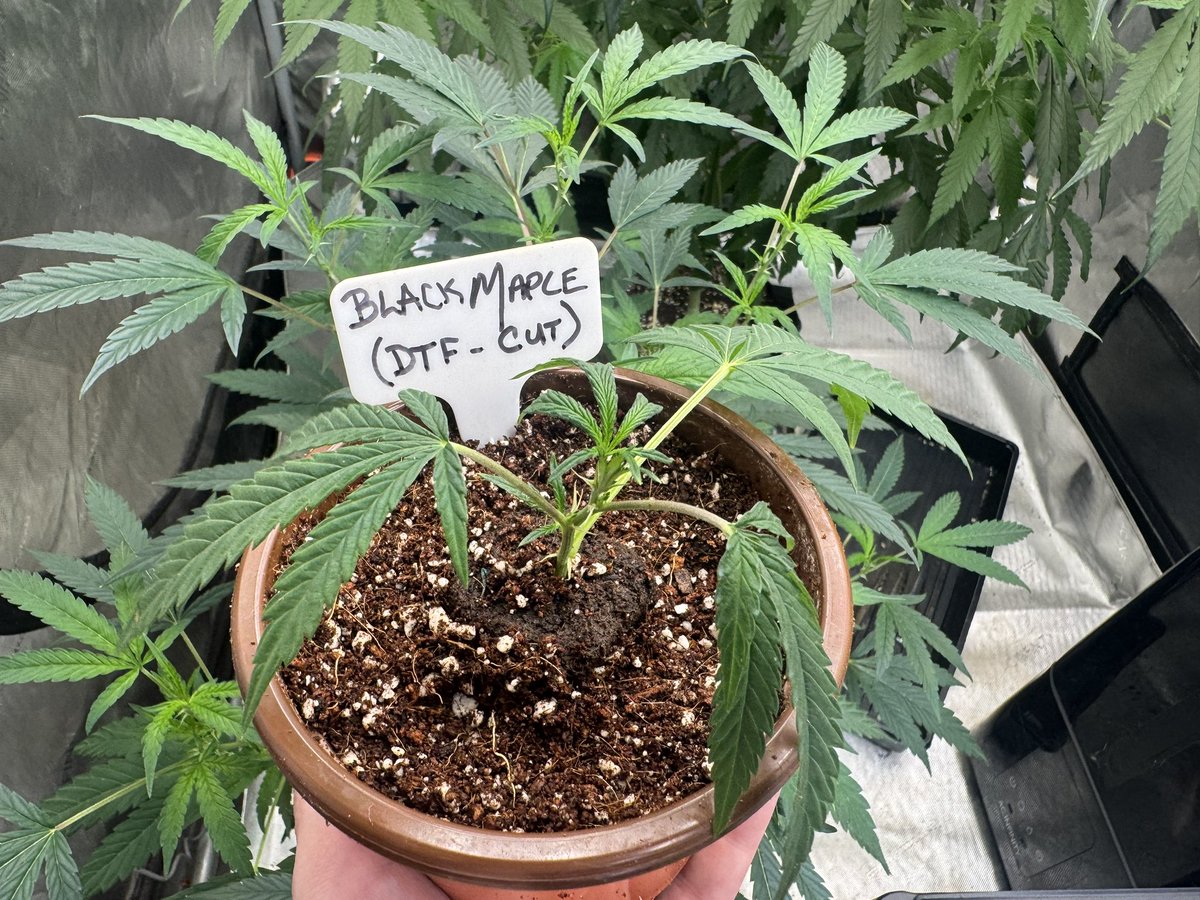 ADK_SynganiX's tweet photo. Proud mama looking in. 

Much thanks to @dtfhashcompany for the kind gift. 

Black Maple (DTF Cut) added to the stable. 

*Way Way Way More to come. 
😏 https://t.co/p73jOcSRo8