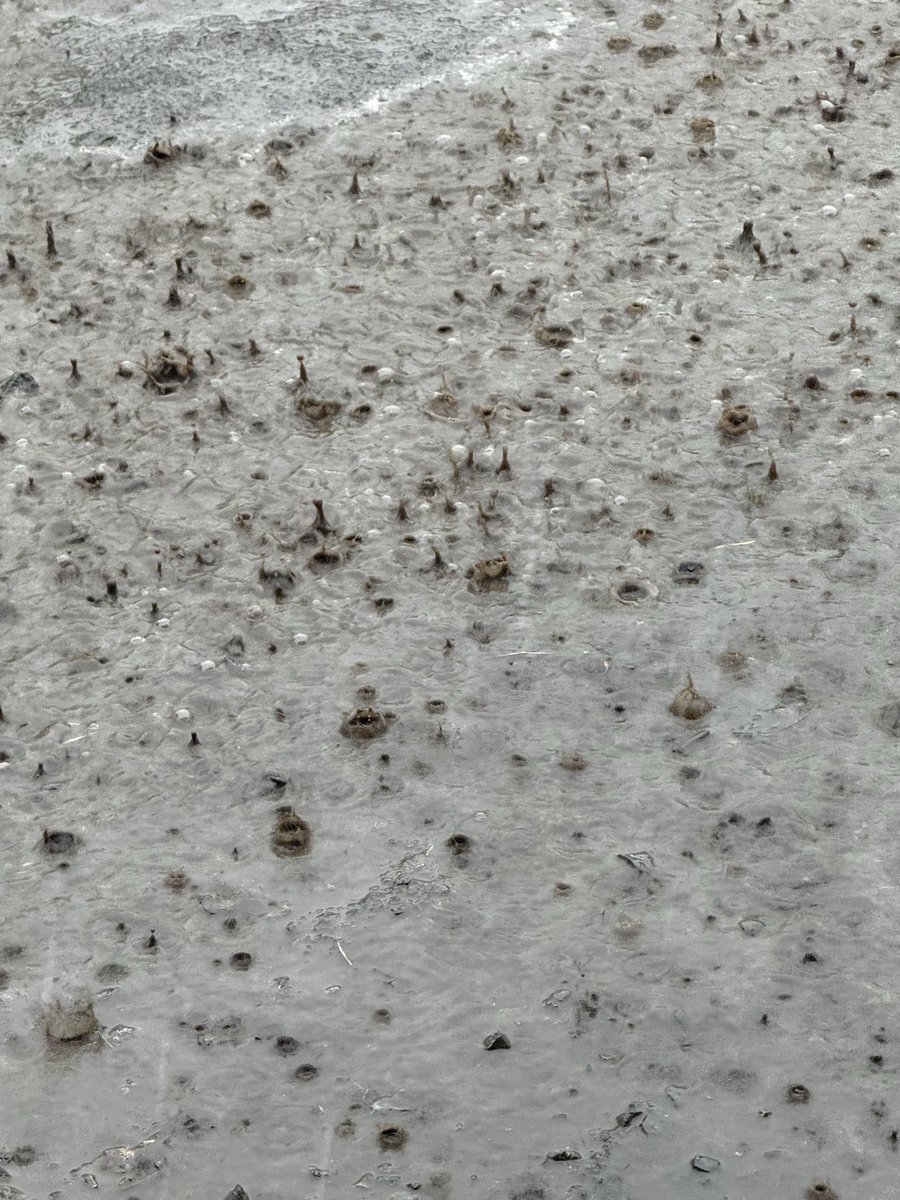 senzaiya_farm's tweet photo. 今の今なんですが、滝の様な雨ってこういうのですよね。 https://t.co/mhFf4IW5ch