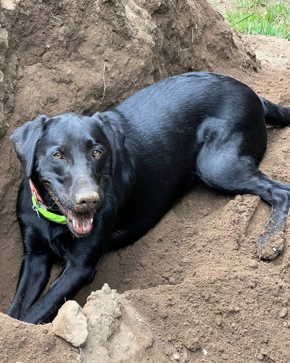 MorganPhilfrsm's tweet photo. @catturd2 Happy international dogs Day to you buddy 🥰🐶 https://t.co/3JJANOYpfb