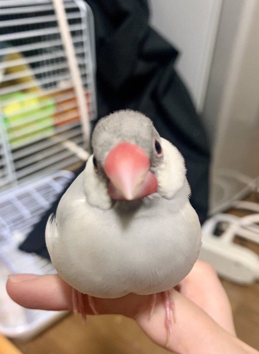 gin20250525's tweet photo. 迷子の文鳥を探しています
名前:ぎん(1歳)
性別:♀
種類:シルバー文鳥
日時:2026年8月22日
場所:宮崎空港付近
近隣にお住まいの方、お心当たりのある方、保護してくださっている方どんな些細な情報でも構いません。DMにてご連絡いただけますと幸いです。

#迷子鳥 #迷い鳥 #文鳥　#拡散希望 https://t.co/Q0IlYoekIZ