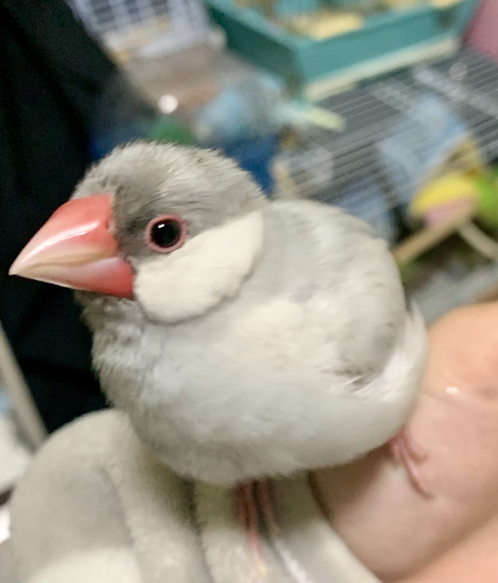 gin20250525's tweet photo. 迷子の文鳥を探しています
名前:ぎん(1歳)
性別:♀
種類:シルバー文鳥
日時:2026年8月22日
場所:宮崎空港付近
近隣にお住まいの方、お心当たりのある方、保護してくださっている方どんな些細な情報でも構いません。DMにてご連絡いただけますと幸いです。

#迷子鳥 #迷い鳥 #文鳥　#拡散希望 https://t.co/Q0IlYoekIZ
