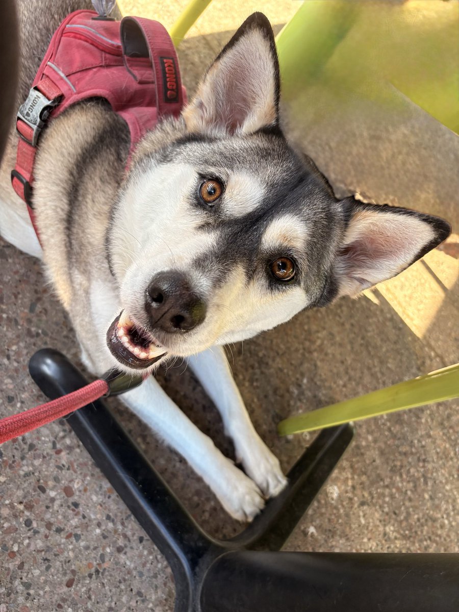 diannalyynn's tweet photo. @RadTheMaligator Happy national dog day!! Here’s to you and all the doggies in the world, including my girl Dory. https://t.co/nk14ZOszPB