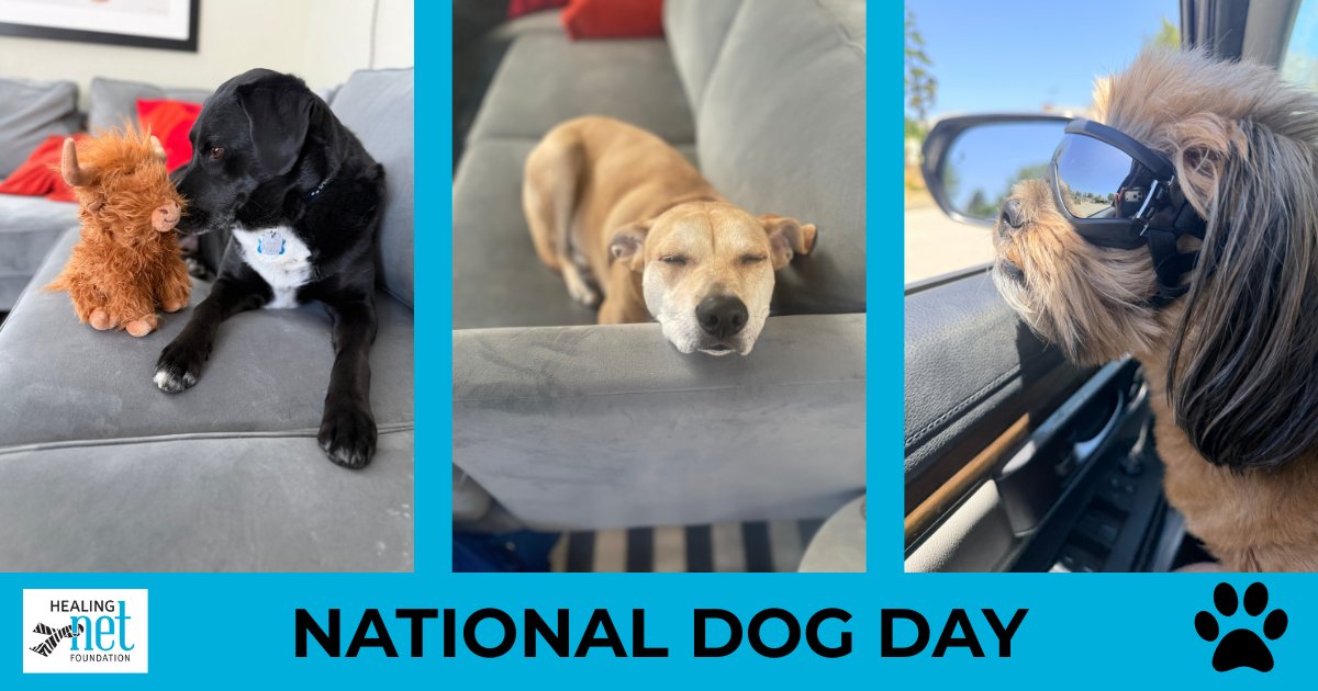 HealingNET1's tweet photo. It's National Dog Day! The Healing NET staff dogs remind us to follow our SEES (Sleep Eat Exercise Spirit) by spending time with friends, taking a rest and putting our sunnies on and going for a ride with the windows down! 2026 SEES programs: 

https://t.co/Z1Szk5ntFB https://t.co/5IXSykDyqv