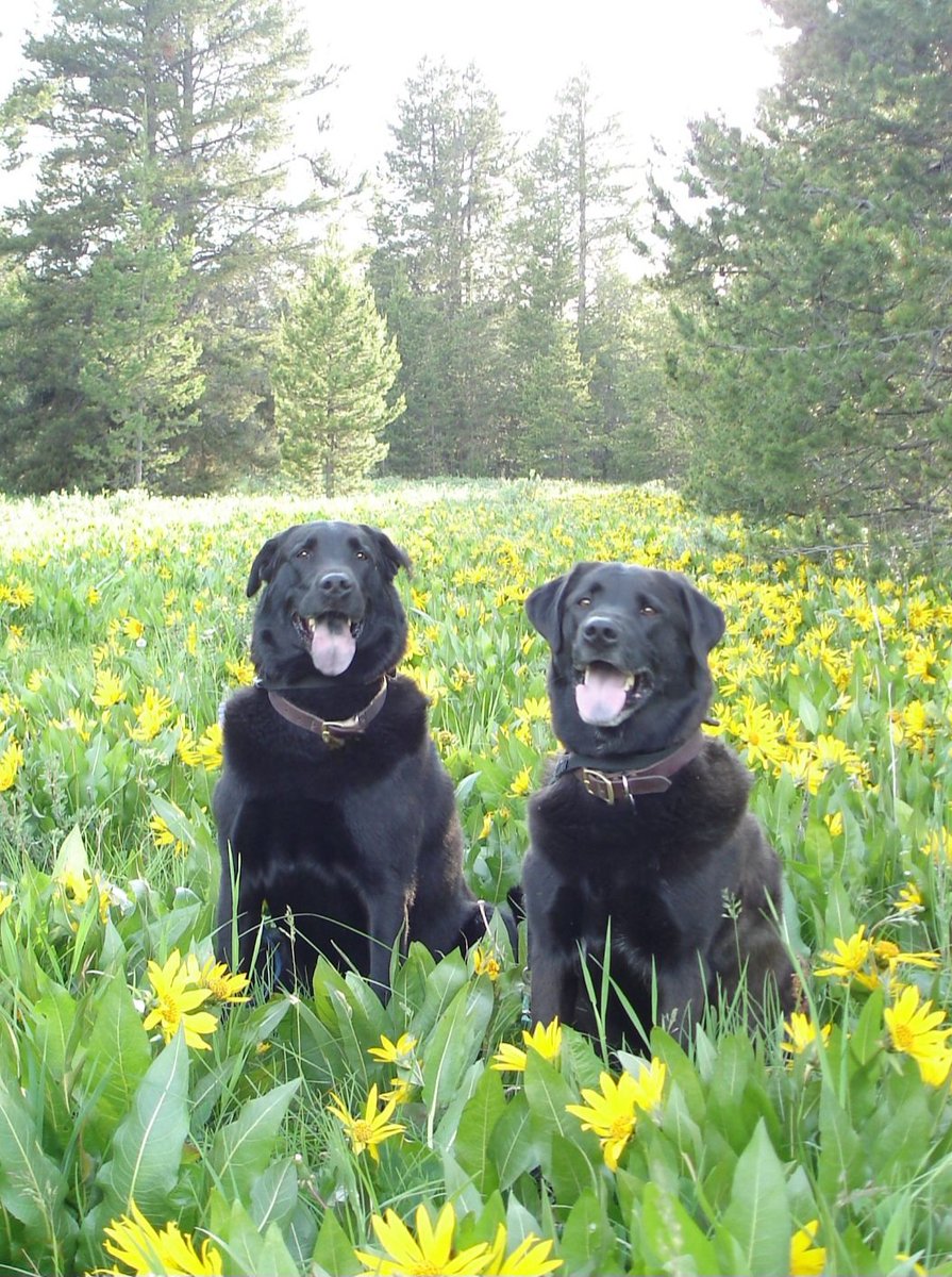 Flickeringshad7's tweet photo. Happy National Dog Day! 🐾 https://t.co/0Orp9Ztp51