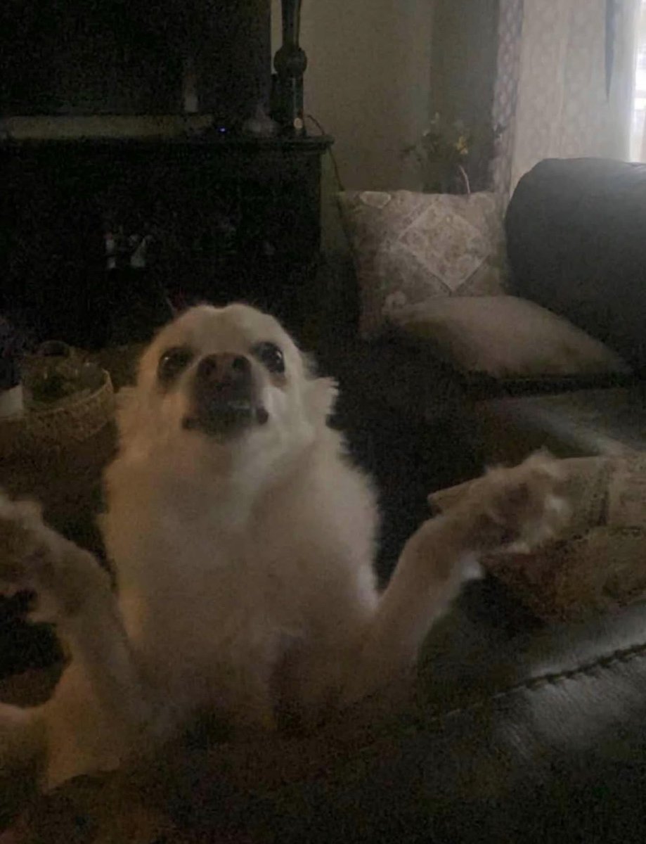 orpaktor's tweet photo. Almost forgot. Happy national dog day! Here’s my sweet baby boy Yogi! https://t.co/MqCdNDWJgL