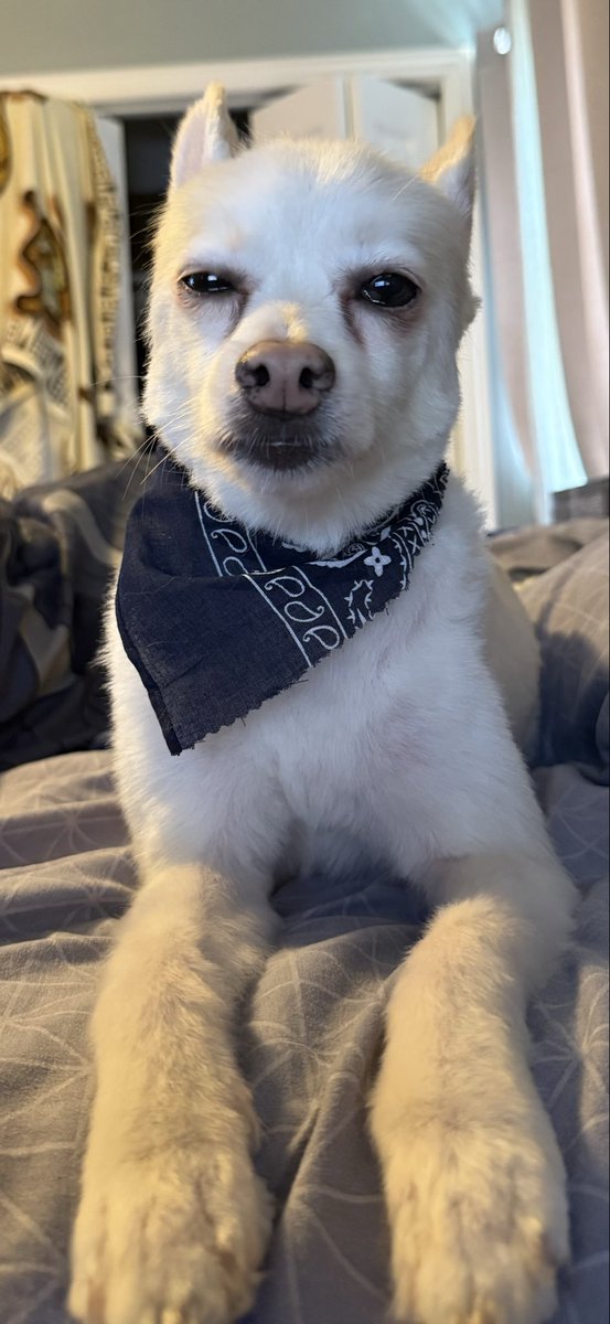 orpaktor's tweet photo. Almost forgot. Happy national dog day! Here’s my sweet baby boy Yogi! https://t.co/MqCdNDWJgL