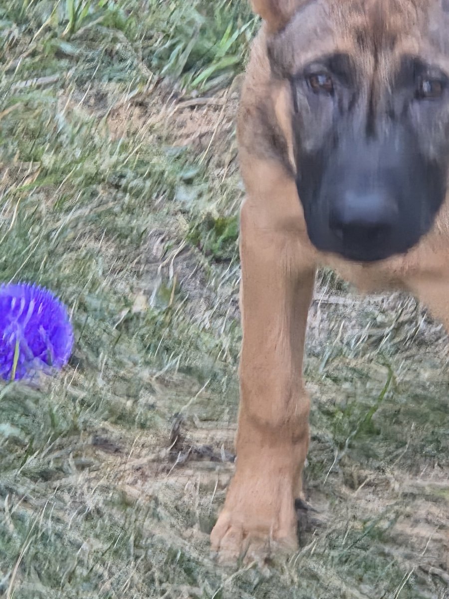ZeusLovesLife's tweet photo. This is my favorite ball! https://t.co/nkupDp2Wvz