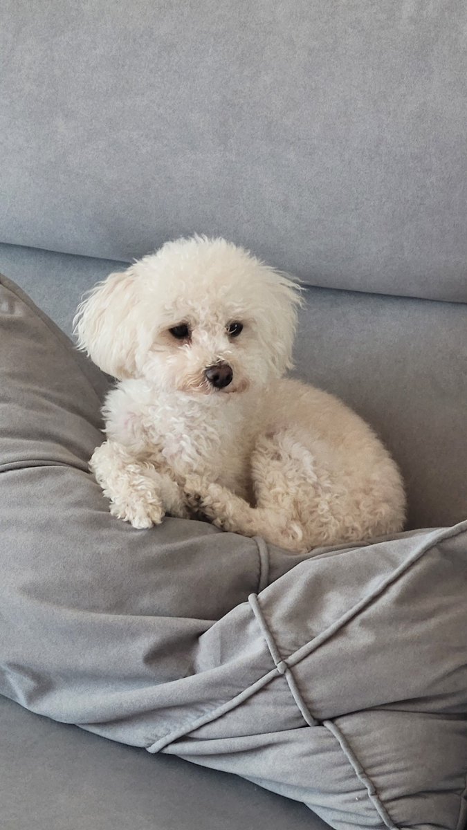 mumuneeeeee's tweet photo. 님등 그거 알아요? 나 강아지도 키움!✌️ 내새꾸 기엽죠 https://t.co/x7HsYoArGy