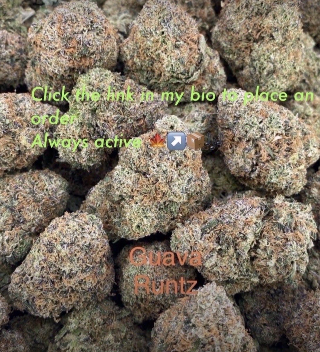 ThisGuysPeeves's tweet photo. Top Shelf zaza Weed plug in Los Angeles California Dallas Texas Miami Florida Las Vegas LA New York City nyc Houston Austin London Leicester Manchester Cali St. Louis Missouri San Francisco Diego CA Detroit DC Ontario Mexico freaks Weed man Distro Newark Minneapolis #Nucf https://t.co/qSZHlfkQUl