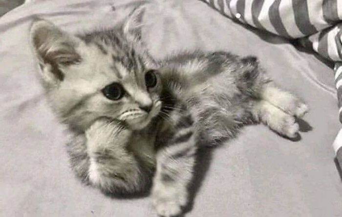 jujihoon_____'s tweet photo. 내 고양이 🐱🐱🩵🩵 https://t.co/g9OaD4lT2F